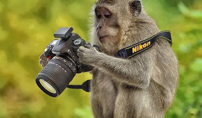 Funny-Monkey-And-Camera-Wallpapers